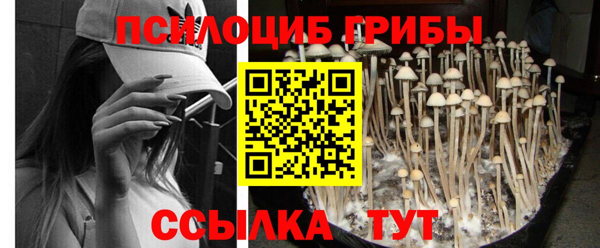 Галлюциногенные грибы Psilocybe Камень-на-Оби